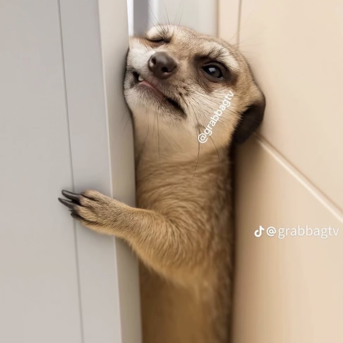 Samuel Crypt▪️ (@shkfx20) on Twitter photo Me trying to get my <a href="/OpenledgerHQ/">Openledger🔛Seoul | ETHCC✈️</a> snap and ranking top 100 on <a href="/cookiedotfun/">Cookie DAO 🍪</a> . Me trying to get my <a href="/OpenledgerHQ/">Openledger🔛Seoul | ETHCC✈️</a> snap and ranking top 100 on <a href="/cookiedotfun/">Cookie DAO 🍪</a> .