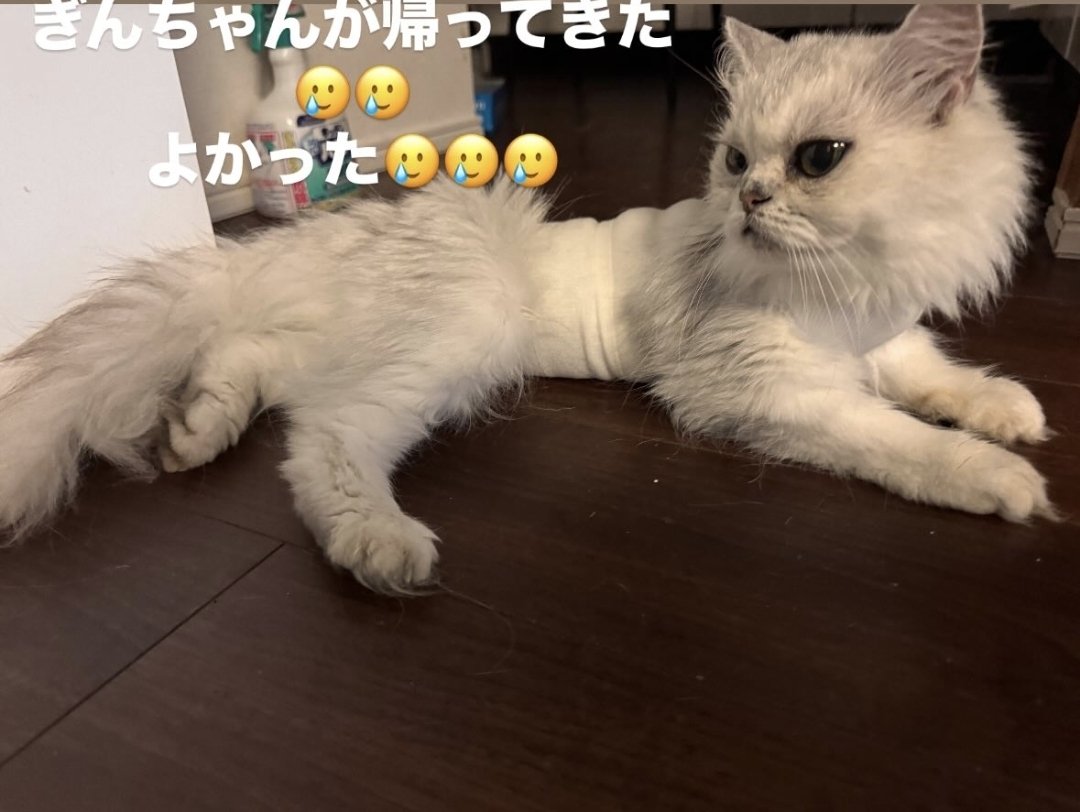 Gin successfully made it through surgery
