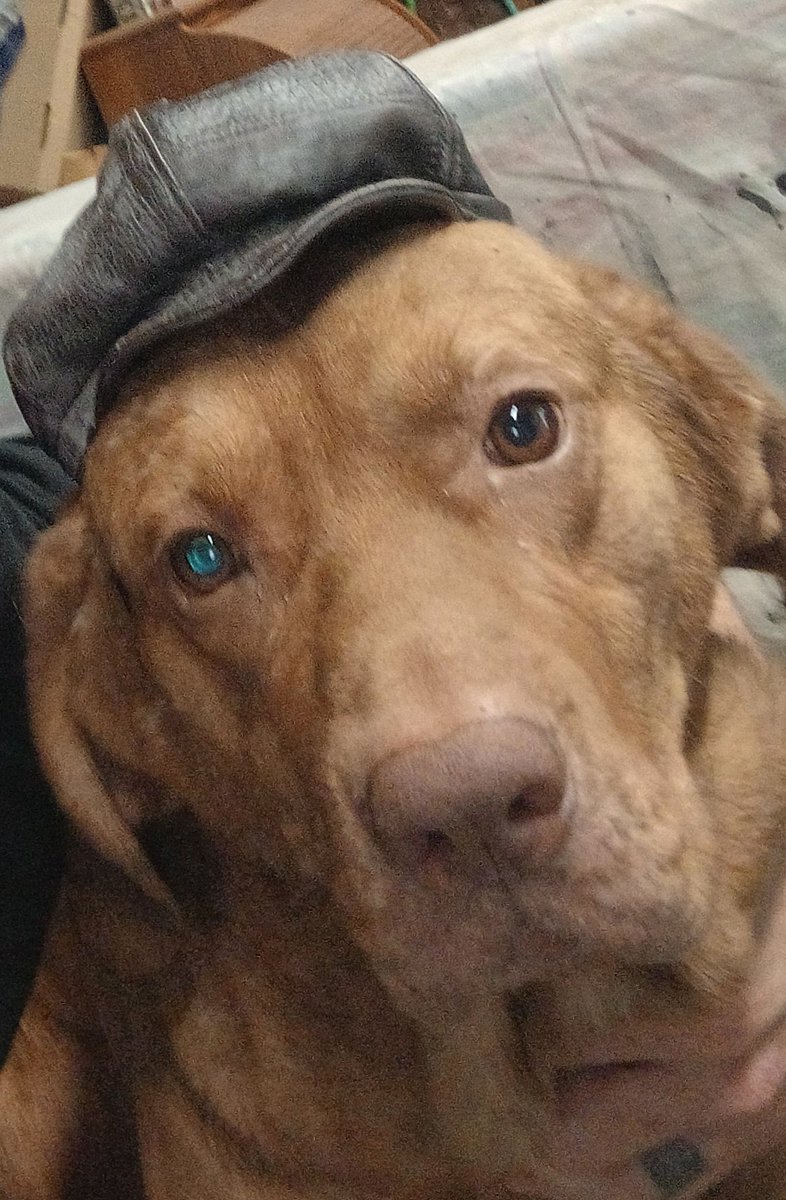 This pic kills me! He absolutely fucking hates when i put this hat  him. I found the hat on a teddy bear in a closet. Unfortunately it's a little small on me. Hope all you motherfuckers have the best weekend