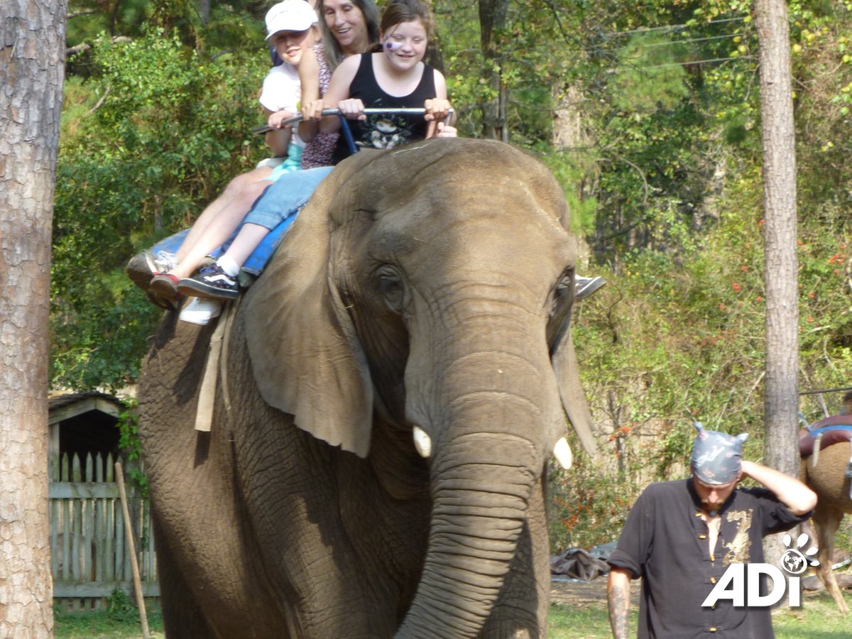 More than 500,000 wild animals are known to be involved in the tourism industry - many taken from the wild, kept in captivity, and  trained and handled with physical violence, fear, and intimidation. Don’t be the reason they suffer this summer. #NoSelfiesPlease #BornToBeWild