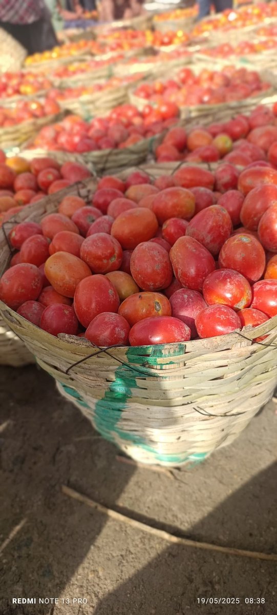AFinnian's tweet photo. Basket of Jos UTC Tomatoes = 35,000 (Waybill inclusive)
It contains 5 Custard painters
Nationwide delivery!!!
#chimaksFoodsandVeggies
#ovendorscorner
#Vendorspot https://t.co/XMRU4YXJeA