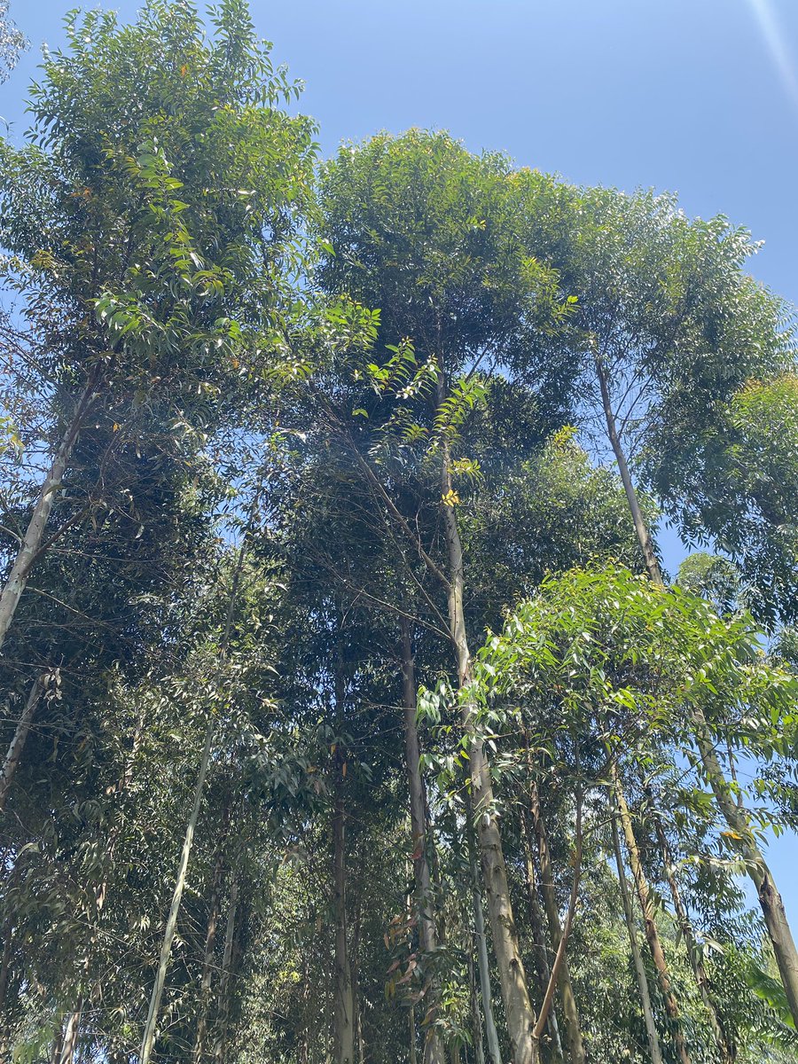 Cypress vs Eucalyptus. Planted on the same day during the COVID-19 lockdown, May 2020. Cypress now ready for 'fito', while Eucalyptus is already fit for basic construction. 
The best time to plant a tree was 20yrs ago, the next best time is Now.