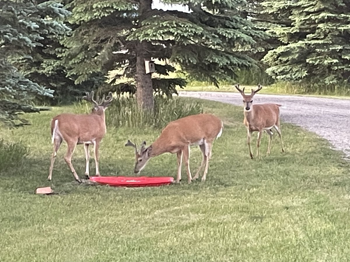 Good morning Patriots the boys showed up this morning for breakfast