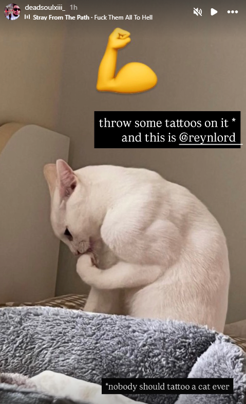 Craigoutcontext's tweet photo. Cat Reynolds by @deadsoulxiii_ https://t.co/hTaEtXsIZL