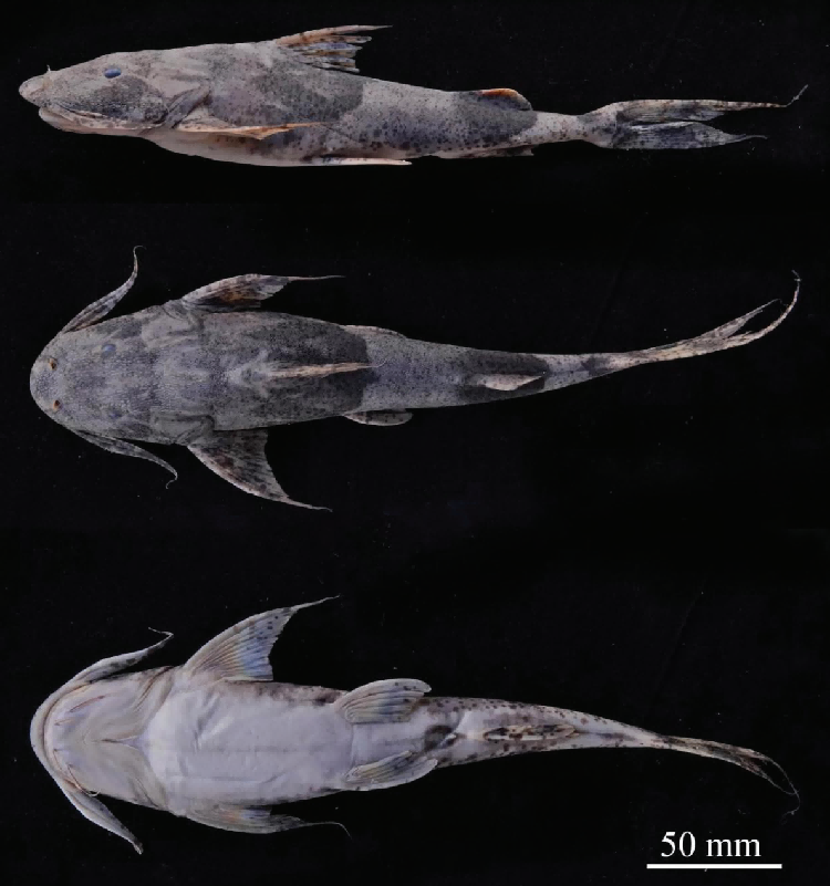 Two new species of large catfish have been discovered in rivers in China and Myanmar, a recent report in the taxonomic journal Zoosystematics and Evolution revealed.

The newly described species, Bagarius protos and Bagarius dolichonema, were identified in China's Salween River
