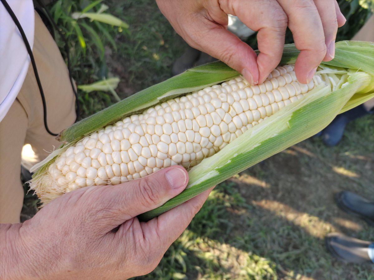 今日の #5時スタ の突撃ライブに私も参加し、今が旬のスイートコーン #ピュアホワイト の収穫体験をさせていただきました！
上釜アナウンサーとのより甘いピュアホワイトを選ぶ糖度対決、楽しかった〜

#豊明市 の白いスイートコーン！
数に限りがありますが、是非味わってみて下さい！