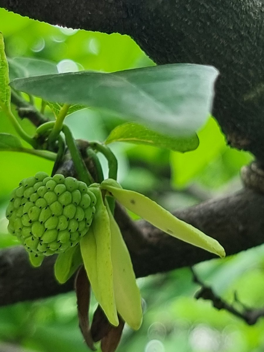 AntiReal123's tweet photo. #NeighborhoodWatch
#LivingThings
#natureoftheday
#NatureLover
#Pune
Episode 12
Annonaceae
aka custard apple (sitafal) flowers
Of course, y'all have eaten sitafal/custard apple. Tedious to separate the zillion (!) seeds but that sweet and nutty pulp!
1/n https://t.co/ZJqTotMh46