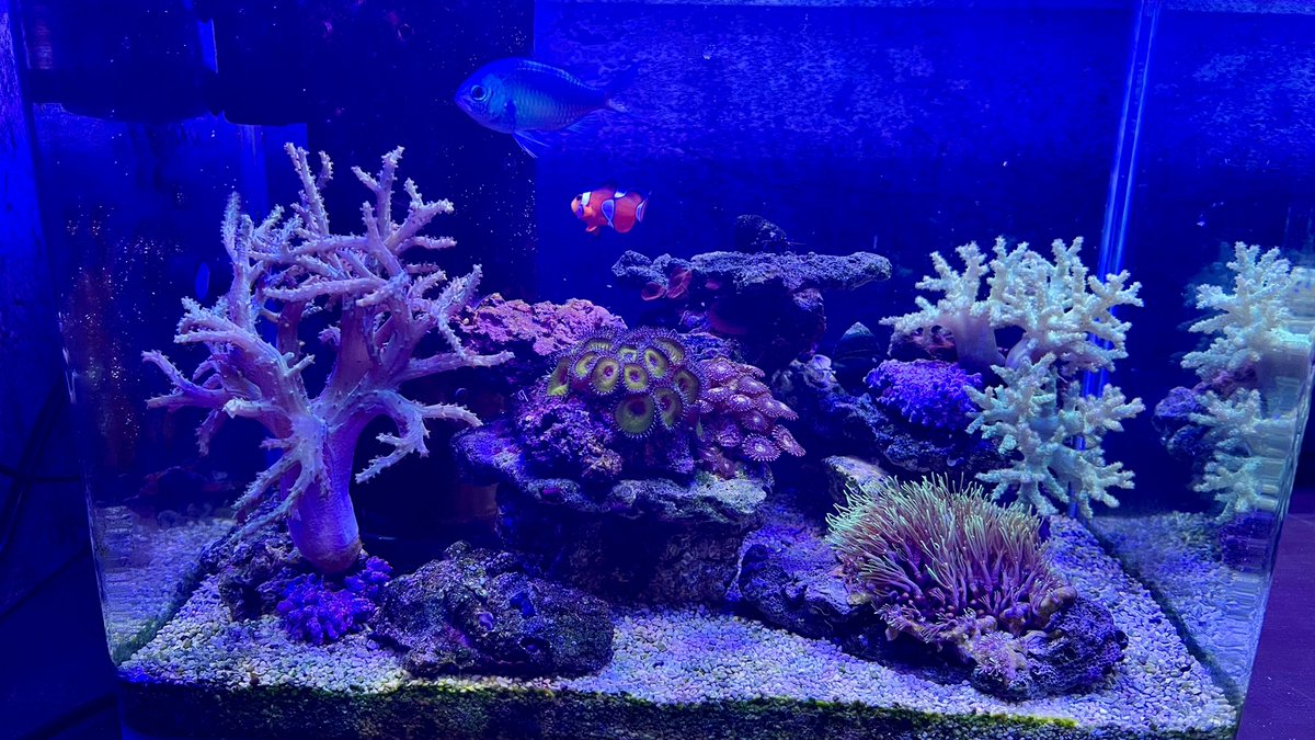 Kazupon_pon8's tweet photo. ソフトコーラル水槽

水換えした次の日はサンゴもお魚も元気いっぱい
約週に1回10Lの換水でこのソフトコーラル水槽を維持してます
オーバーフロー水槽
ウールマット無し
スキマー無し
ろ材サンゴ砂大
海藻水槽連結
総水量50L
#サンゴ水槽 #ソフトコーラル #オーバーフロー水槽 https://t.co/ejxutfyaLI