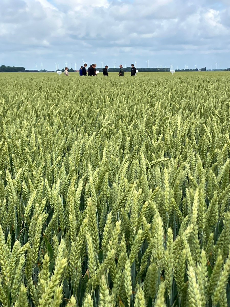 Vandaag zijn we aanwezig op de open dag op het proefveld van WPA-Robertus bij Maatschap Kremer in Finsterwolde. Met naast aandacht voor ziektebestrijding in wintertarwe door BASF o.a. een rassendemo en precisie-landbouw.