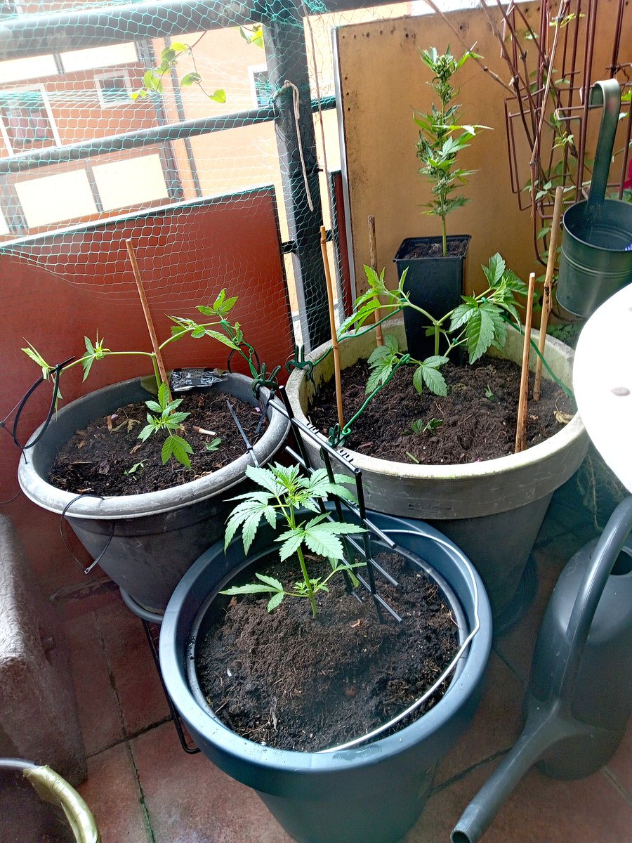 DieMietzi's tweet photo. Was haltet ihr von meinem #AntiKatz #QuishyRepellent? 😅😜
Sie🐾 kann es einfach nicht lassen, an meinen 🥦 Pflanzen🌱 zu knabbern ... 🙄☝️😃
#MEINgrow, nicht #QuishysGrow 😄🤣#CannabisNormal #Eigenanbau #McGyver 😂 #Ideenmußmanhaben☝️ #DIYuotdoorsetup 🤣 #Weedmob ✌️😉😄 https://t.co/UV1WGZS8iF