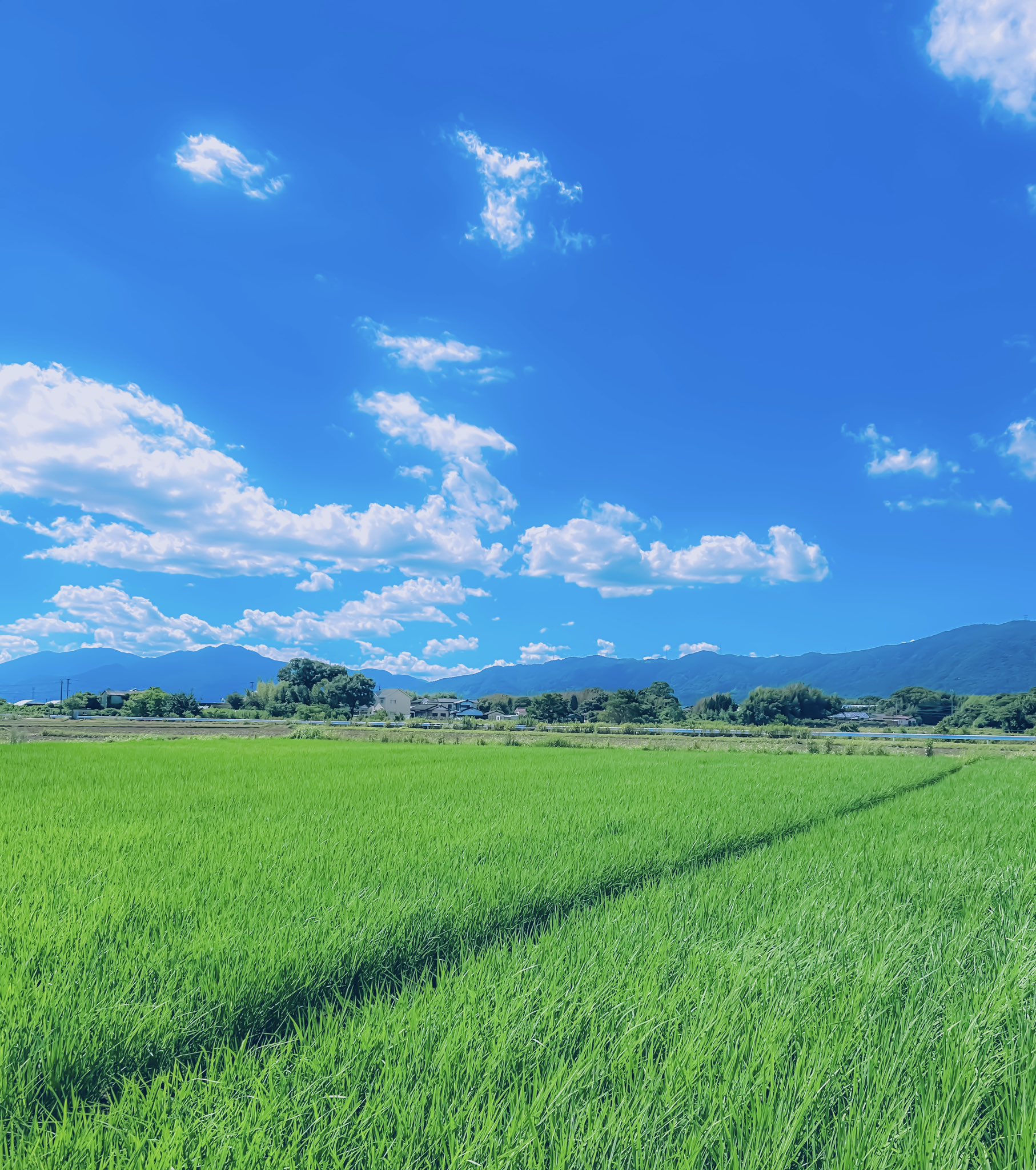 淡抹茶グラデーション × 雲のような裏地 半額SALE☆ 淡抹茶グラデーション × 雲のような裏地 （にほんか