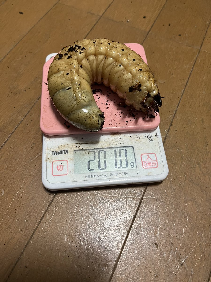 神威 (@koutairin11) / Posts / X