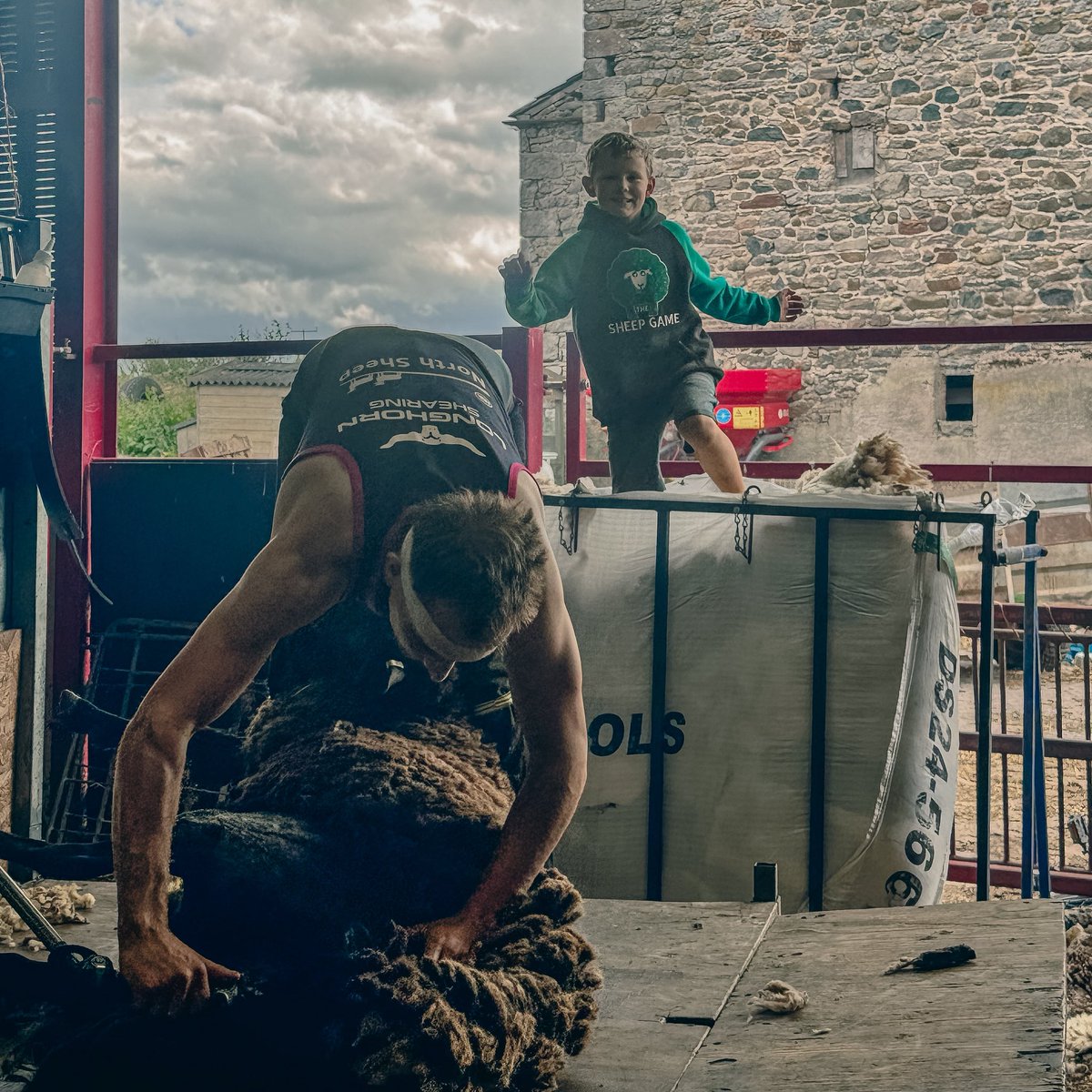 #shearing <a href="/ThrimbyFarms/">Matthew Blair</a>