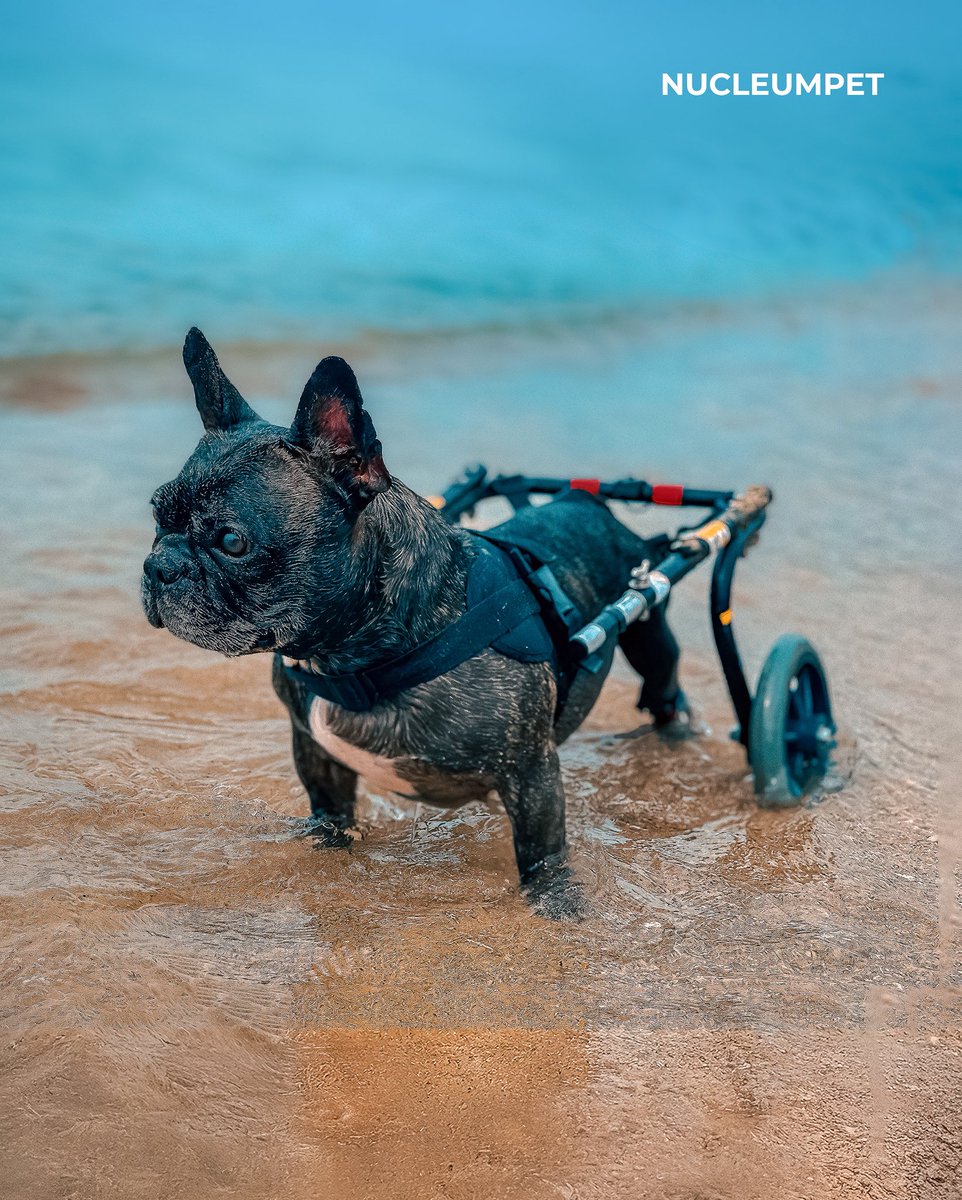 NUCLEUMPET Orthopedics tweet media