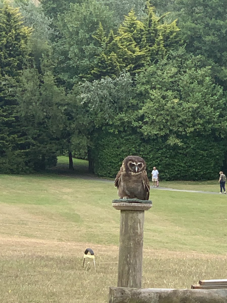 StSampsonsPri's tweet photo. Meet Que, the Asian Brown Wood Owl. 🦉 https://t.co/fpDwg1028d