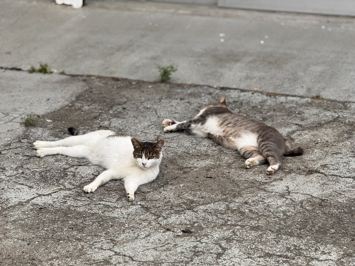 Altairmotor's tweet photo. 猛暑につき店番の態度に不備があります事をご容赦ください https://t.co/pSgZMFat59