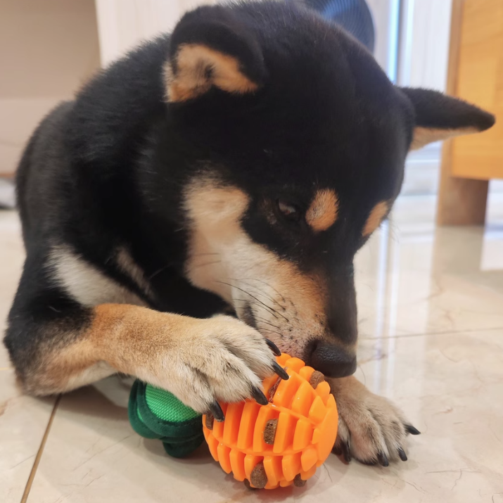 🐶PUP TESTED, PUP APPROVED! 🐶
Our furry friends dived snout-first into the pet toy . 
 #CatToys #DogToys #InnovativeDesign