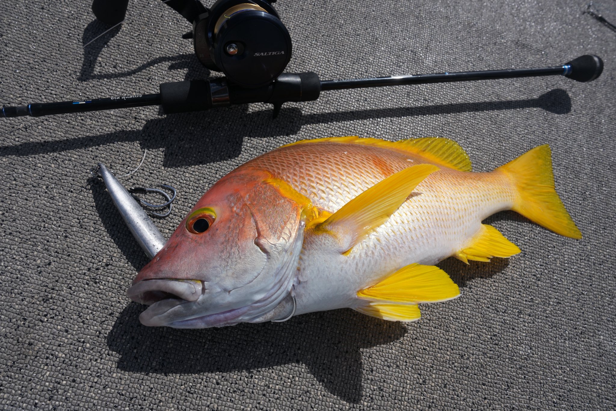 トランスセンデンス　Eta quattro65B+（イータクワトロ） Amazon | トランスセンデンス イータクワトロ 65B+ TRANSCENDENCE Eta