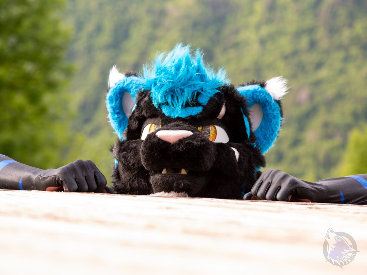 StormyPupCat's tweet image. hey what's going on up there :3
#FursuitFriday
📷 @TangoHusky