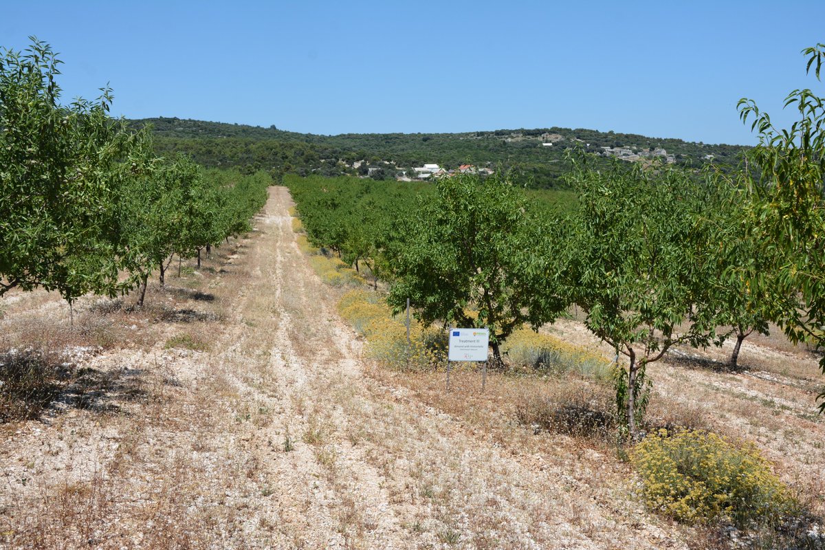 valmedalm's tweet photo. Croatia demo site  (June 2025)

Latest from the Brač Island
https://t.co/FkOJNvJ684
#valmedalm #PRIMAProgram #europeancommission https://t.co/Snvol2wSGB