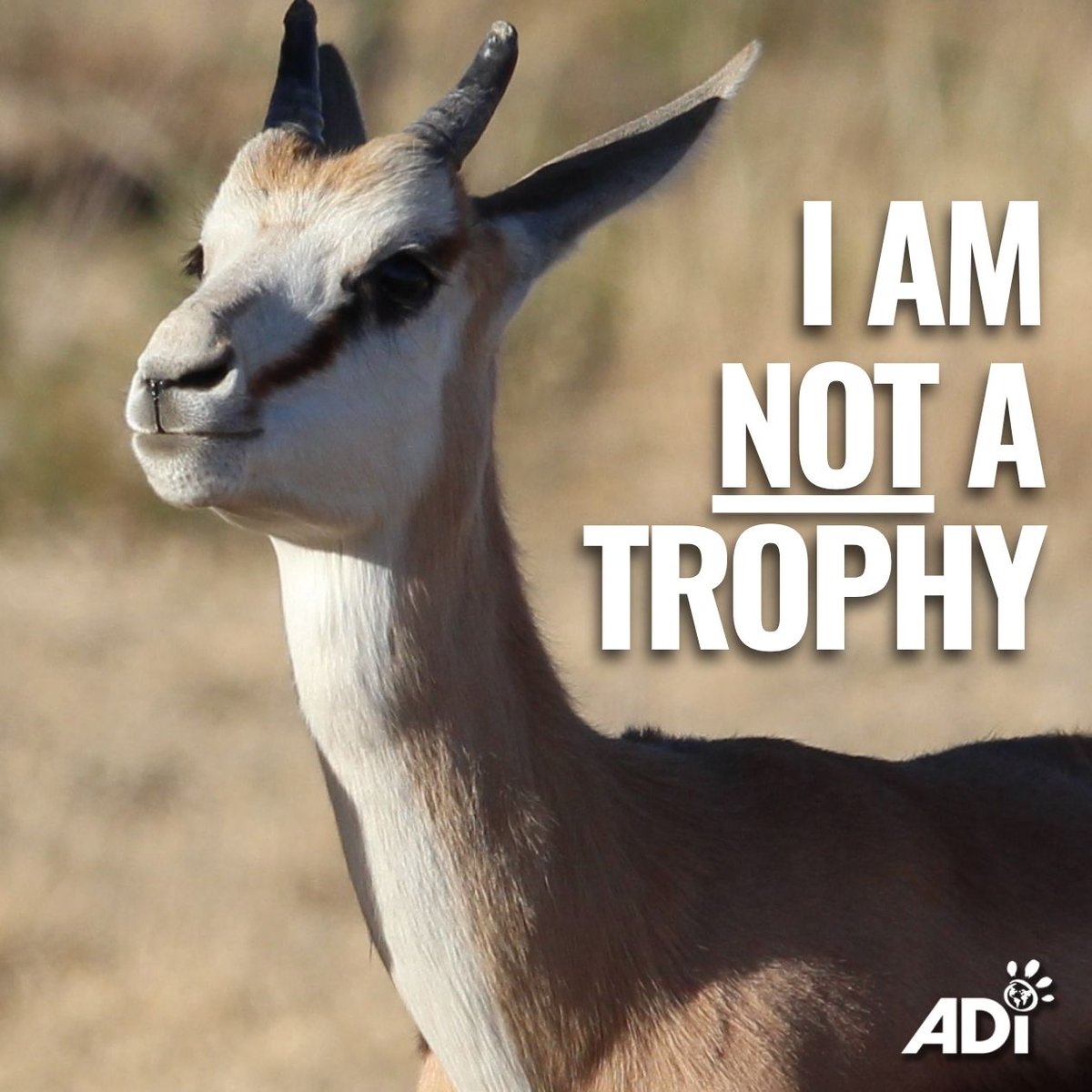 THE HORRIFYING REALITY OF TROPHY HUNTING 💔  In 2023, 6,000+ hunters killed 34,515 animals in South Africa—including lions, rhinos, aardvarks, and golden wildebeests. Between 2016–2023, over 260,000 animals were hunted. This cruelty must end.
 #BanTrophyHunting #StopTheHunters