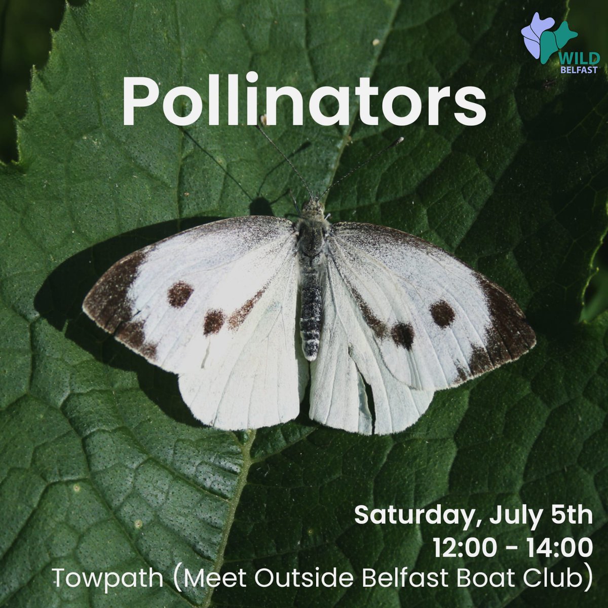 Join local entomologist Stewart next Saturday 5th for a guided walk exploring pollinators along the towpath! From bees and butterflies to beetles and hoverflies there is an enormous diversity of pollinating insects in Belfast's parks.

Book a free spot: wildbelfast.org/events-1/polli…