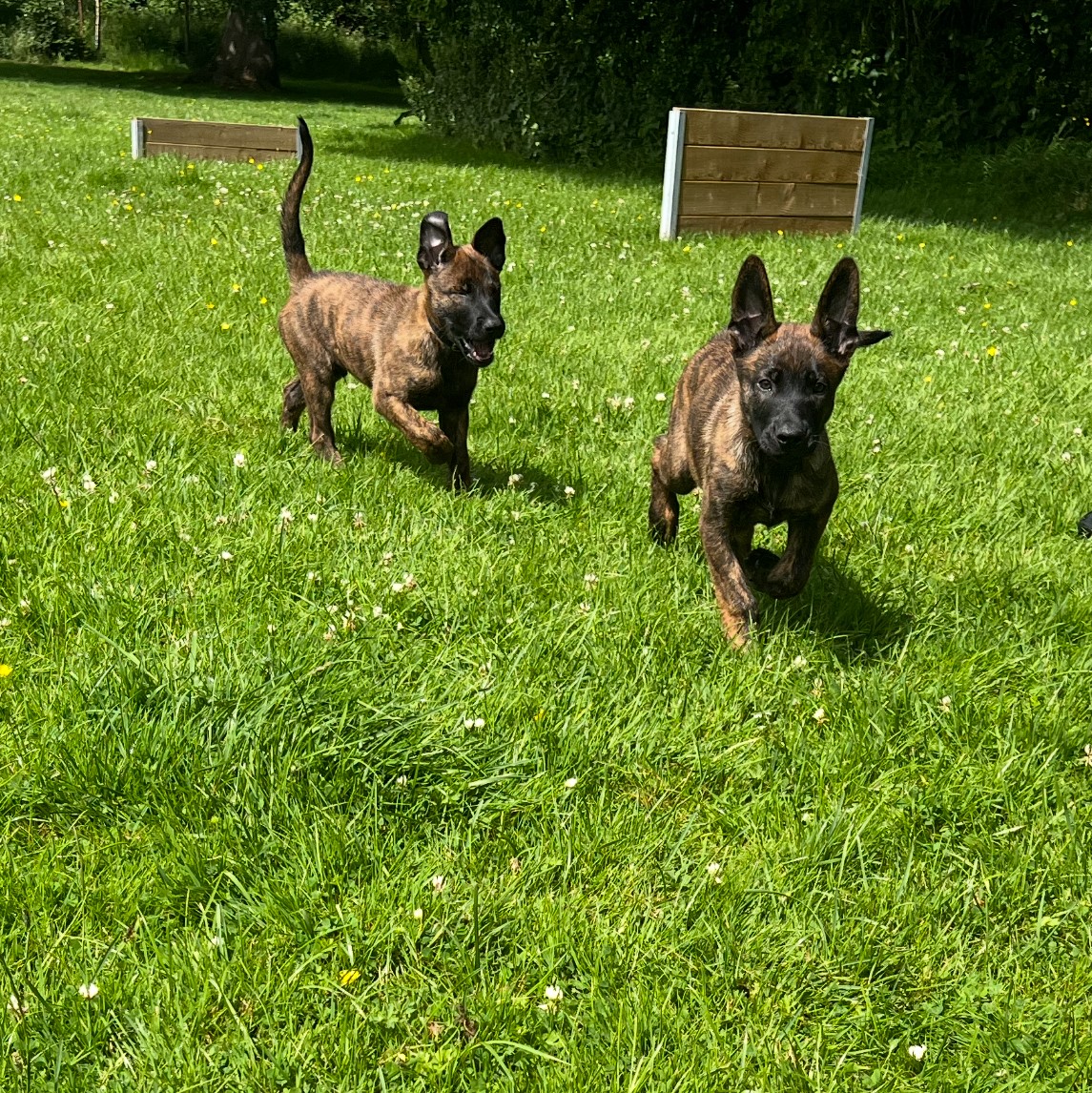 🚨 🚨 🚨   PUPPY ALERT    🚨 🚨 🚨 

It's the newest recruits into Police Scotland -brothers TPD Zoon &amp; TPD Torro. 

The Dutch Herder pups joined the training ranks in the West of the country where its a year of pup fun &amp; socialisation before the real hard graft starts!

Chaos!