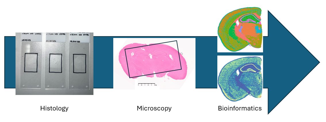 MVLS Shared Research Facilities (@mvls_srf) on Twitter photo We used the 10x CytAssist Spatial Transcriptomics Platform to map whole transcriptomes in mouse brain sections at 2μm resolution. Combining expertise in Cellular & Molecular Analysis teams! Interested? 👉 gla.ac.uk/colleges/mvls/… <a href="/CRGGlasgow/">Chemokine Research Group</a> <a href="/UofG_Microscopy/">Leandro Lemgruber</a> We used the 10x CytAssist Spatial Transcriptomics Platform to map whole transcriptomes in mouse brain sections at 2μm resolution. Combining expertise in Cellular & Molecular Analysis teams! Interested? 👉 gla.ac.uk/colleges/mvls/… <a href="/CRGGlasgow/">Chemokine Research Group</a> <a href="/UofG_Microscopy/">Leandro Lemgruber</a>