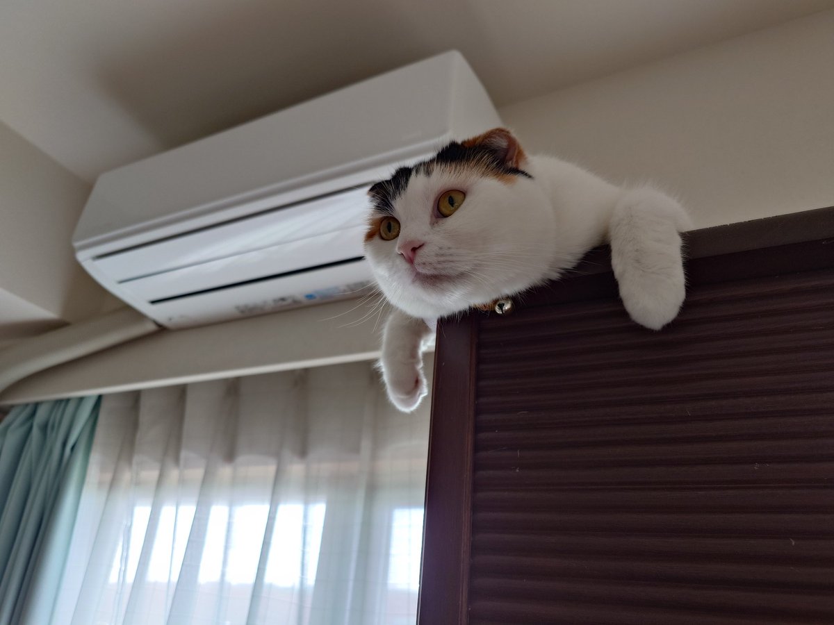 こりんちゃん
お空飛んでます✈️😂
#猫のいる暮らし #猫好き #猫
#三毛猫 #スコティッシュフォールド