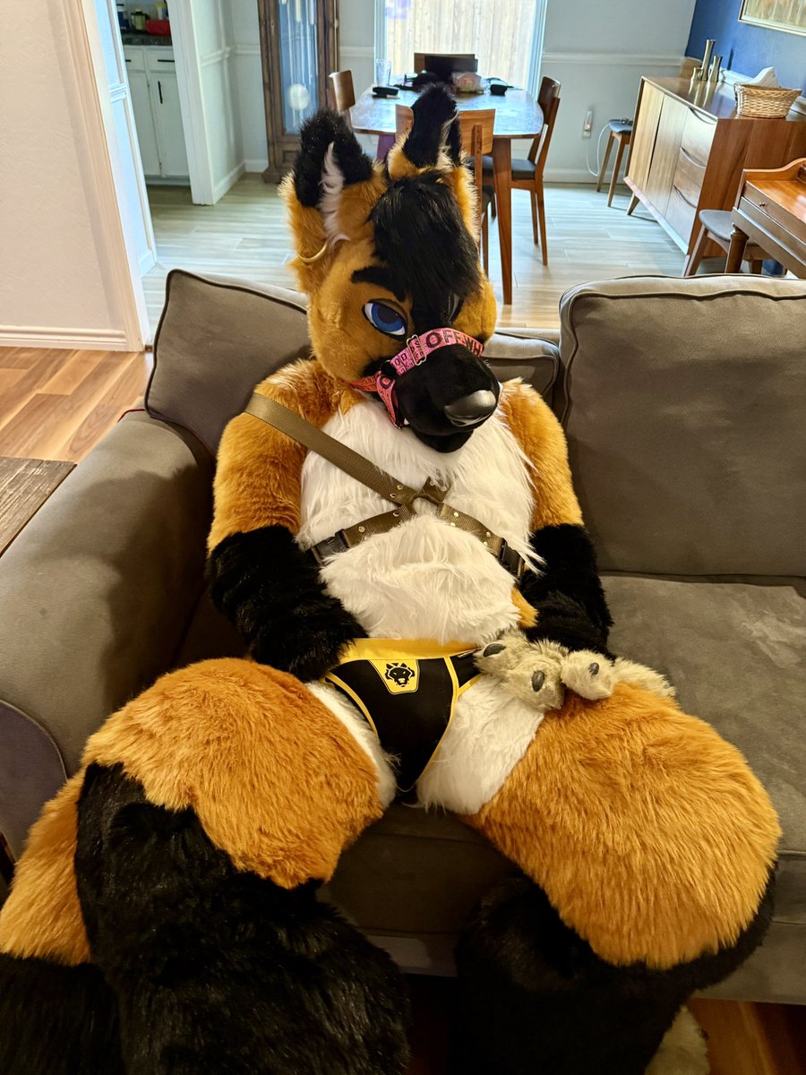 What? I’m just scratching myself…. It’s a little hitching… ☺️ <a href="/MadeFurYou/">Made Fur You</a>  picture by <a href="/TigertheMeerkat/">Kit Kat</a>
