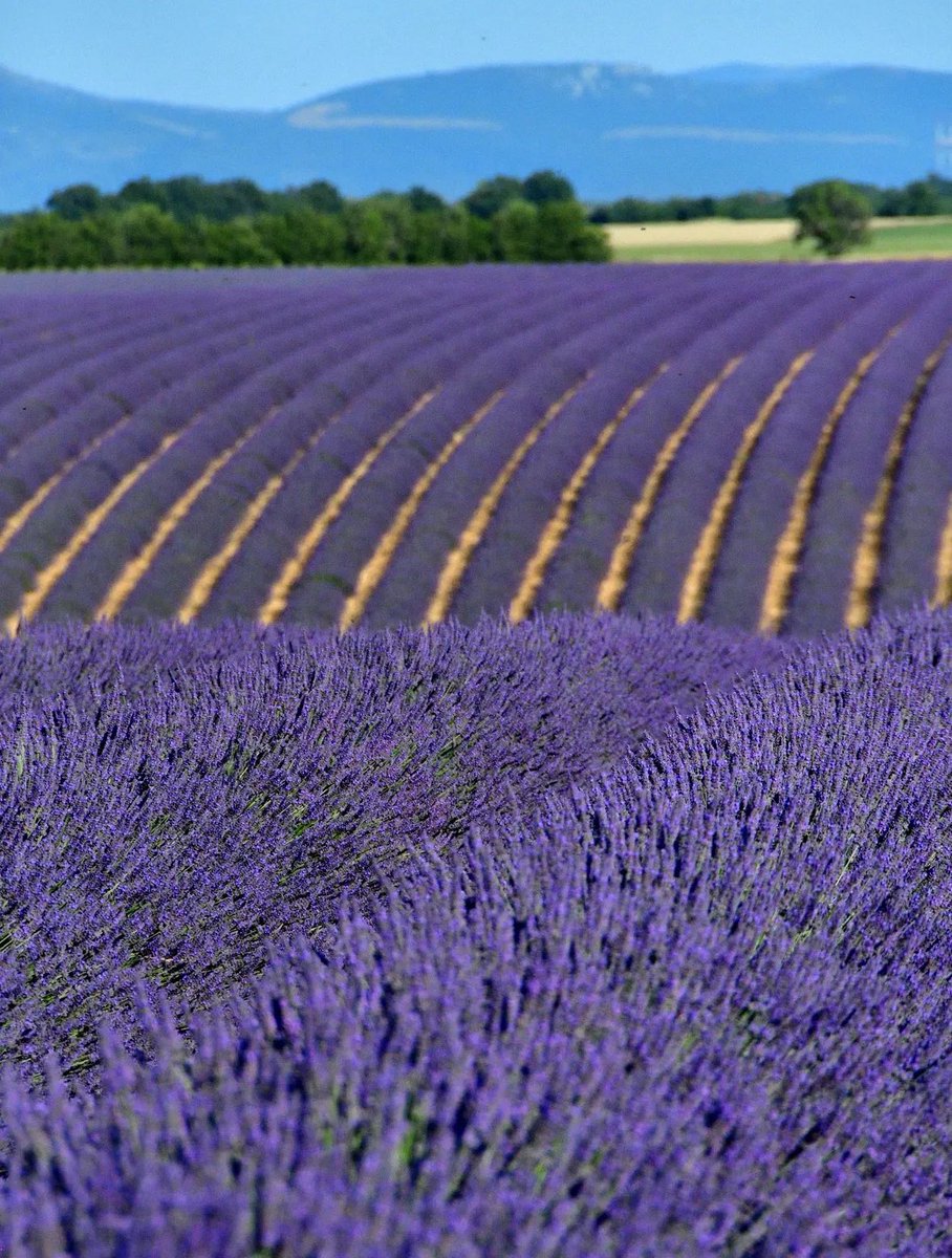 sheclicksnet's tweet photo. Eye-catching image of an undulating field of lavender, captured by Instagrammer aude.lavayssiere
#sheclicksnet #femalephotographers #women #womenphotographerscommunity #photography #femalephotographer #landscapephotography #landscape #field #undulation #lavender https://t.co/djYTNDDYHU