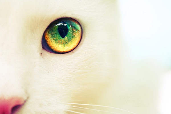 LynWolford42120's tweet image. Just a reminder that no matter how tough the day gets, a cat's purr is the ultimate stress relief. ���� #CatLove #CuddleTherapy