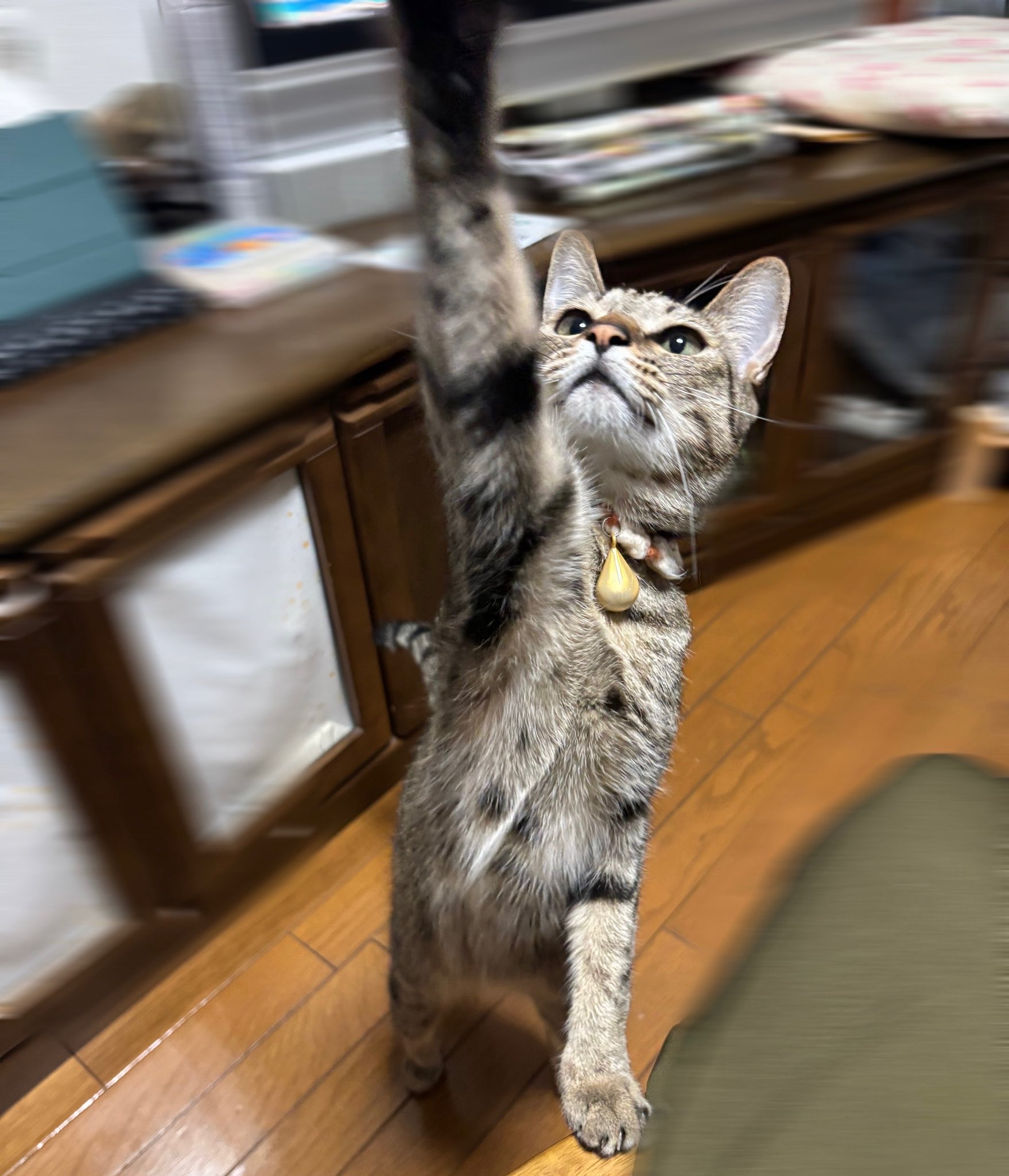 にゃんすけ on X: 