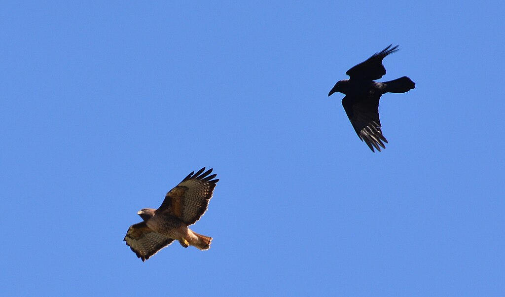 Making the world safe for young ravens birdsoutsidemywindow.org/2025/06/27/mak…