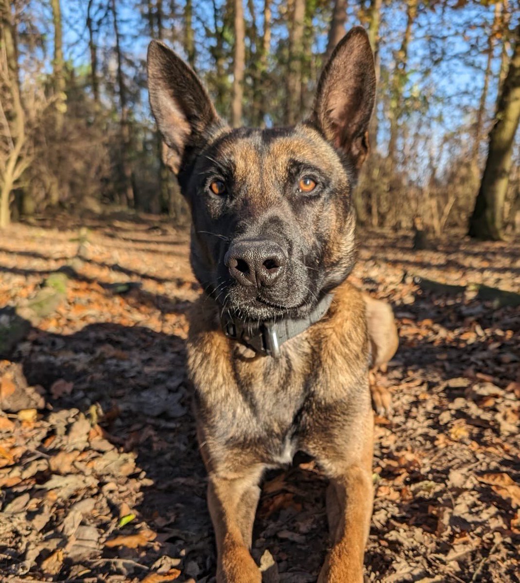 Cumbria Police Dog Section tweet media