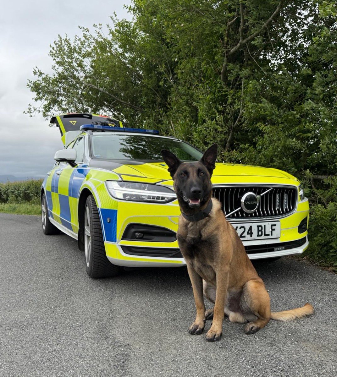 🥳 Happy 3rd birthday to our PDs Quake, Blaze and Viper!

🐾 Born and raised at Cumbria Police, these boys are the sons of PD Echo and are proudly following in his pawsteps as they continue their careers in the force.

#policedogs #k9unit