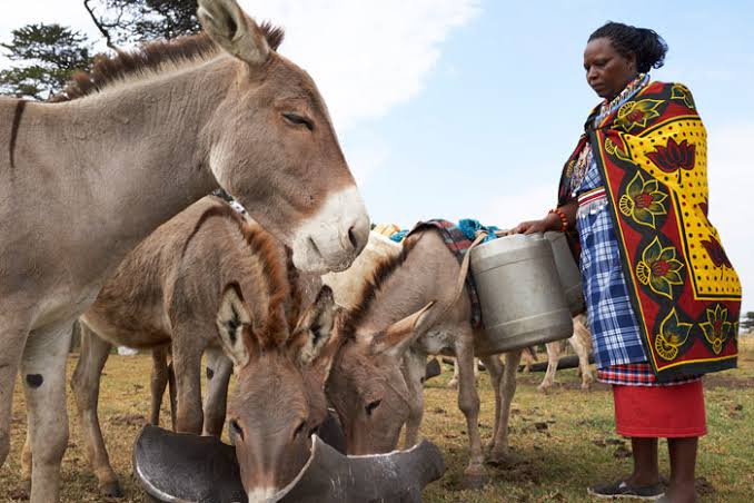 The world donkey population is about 44 million, half of which is in Asia, one quarter in Africa, and the rest in Latin America. In Africa, Ethiopia, with 7.1 million, has the largest donkey population. 
The population of donkeys in Uganda was 63,000 by 2021 (livestock census).