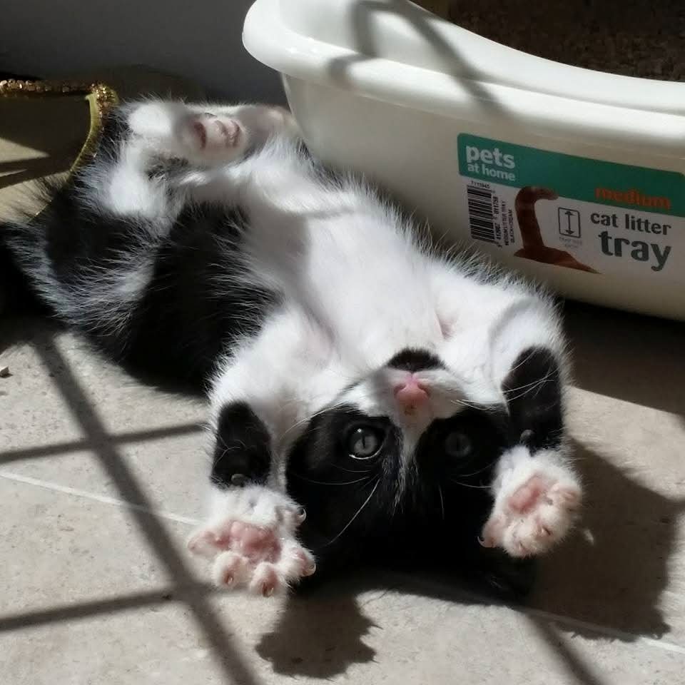 AlvinASBO's tweet image. The day Mum brought me to my forever home 10 years ago. She just knew I was going to be a loveable little monster πΉπΉπΎβ€οΈ