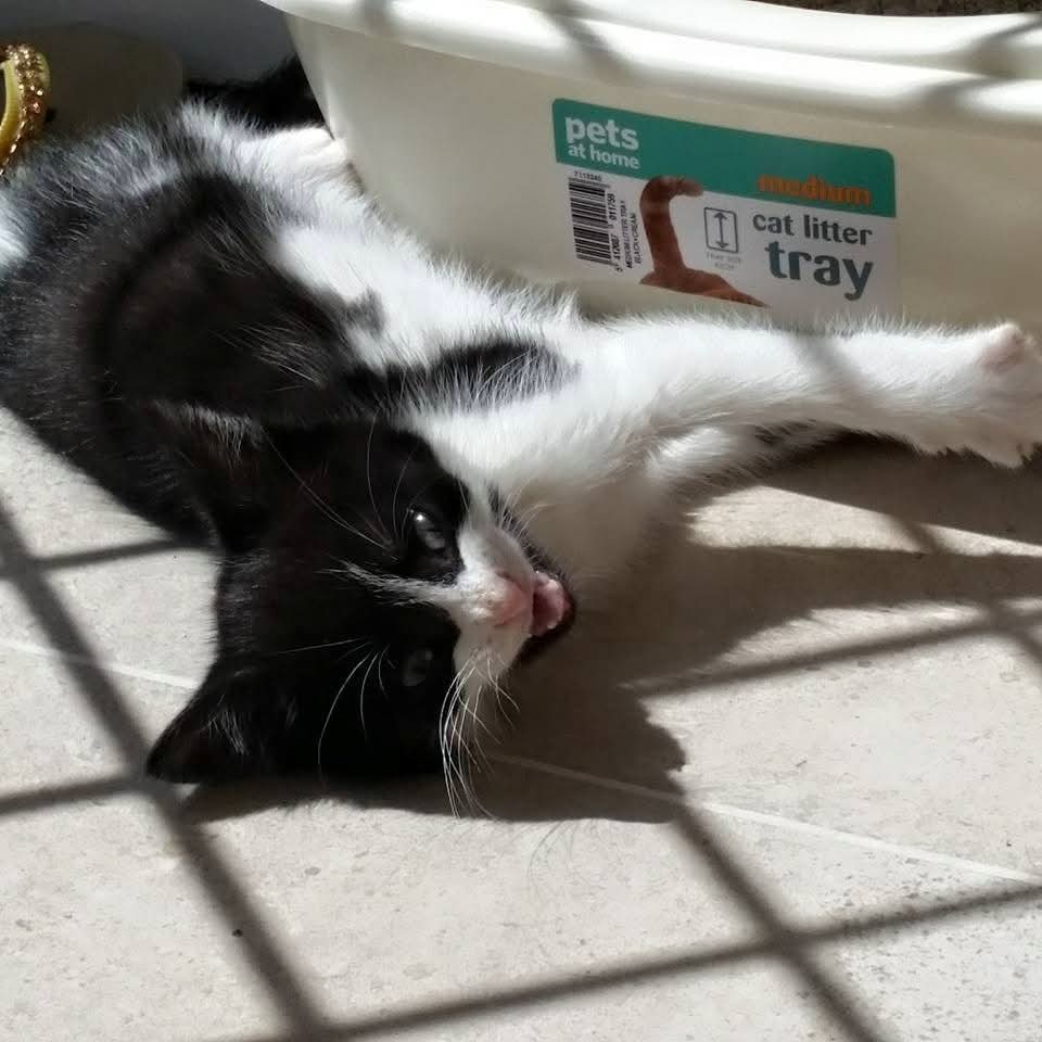 AlvinASBO's tweet image. The day Mum brought me to my forever home 10 years ago. She just knew I was going to be a loveable little monster πΉπΉπΎβ€οΈ