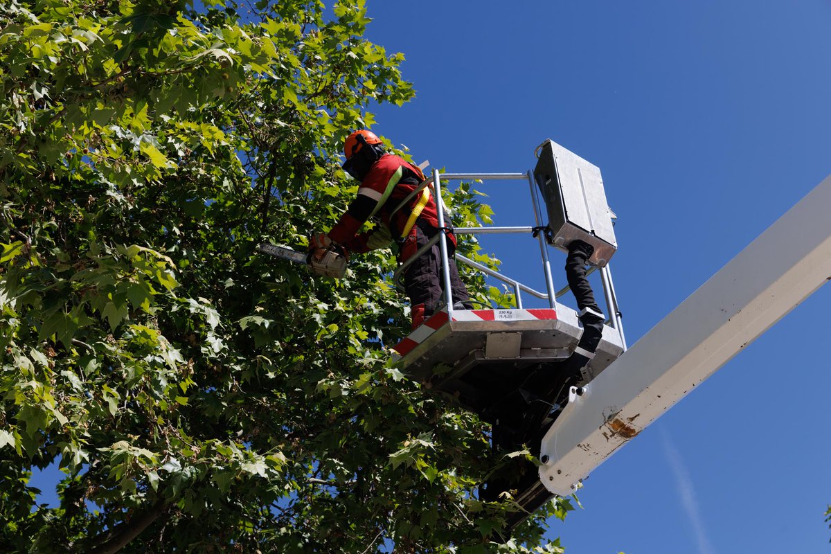 🌳☀️ Con la llegada del calor, en SERVER redoblamos esfuerzos para cuidar del arbolado de Madrid.

Nuestros equipos trabajan cada día revisando el estado de los árboles, evaluando riesgos y realizando labores preventivas para garantizar la seguridad de todos y todas.