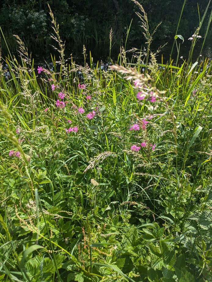 Canal & River Trust North West (@crtnorthwest) on Twitter photo Check out the new wooden waymarkers, and wonderful wildflowers, along the recently revamped <a href="/LancsCanalTrail/">Lancaster Canal Towpath Trail</a>🌻
For more info on the trail, events and activities go👉lancastercanaltowpathtrail.co.uk Check out the new wooden waymarkers, and wonderful wildflowers, along the recently revamped <a href="/LancsCanalTrail/">Lancaster Canal Towpath Trail</a>🌻
For more info on the trail, events and activities go👉lancastercanaltowpathtrail.co.uk