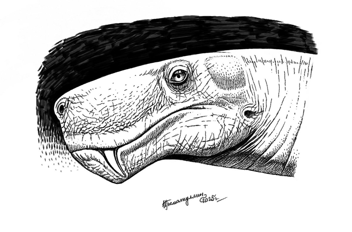 ildarotyrannus's tweet image. Portrait of Inostrancevia alexandri, very big gorgonopsid from Late Permian Russia. It&apos;s known by skulls and skeletons from Arkhangelsk region. With high head up to 50 cm long and sabre-like serrated canines, Inostrancevia was apex-predator of its region.

#paleoart
