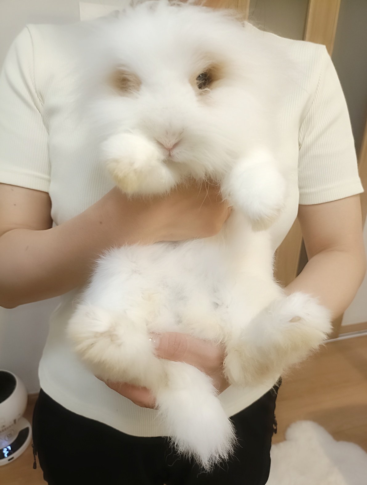 郵送買取 新品5台以上送料無料キャンペーン中！！  のん🍀365日野草生活®️ on X:  子どもの日