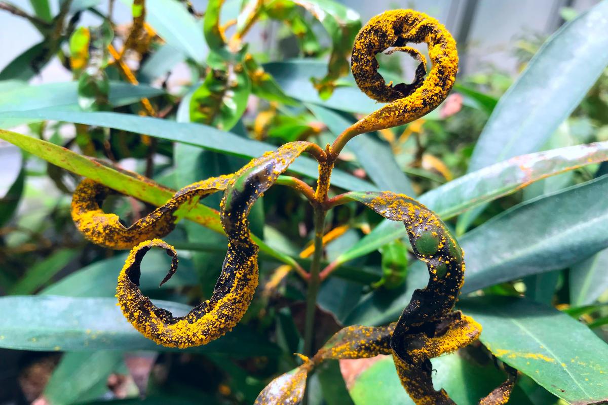 🌿 FABI Friday Feature
This week we spotlight Austropuccinia psidii – the rust fungus behind Myrtle Rust, a serious threat to Myrtaceae species. #FABIFriday