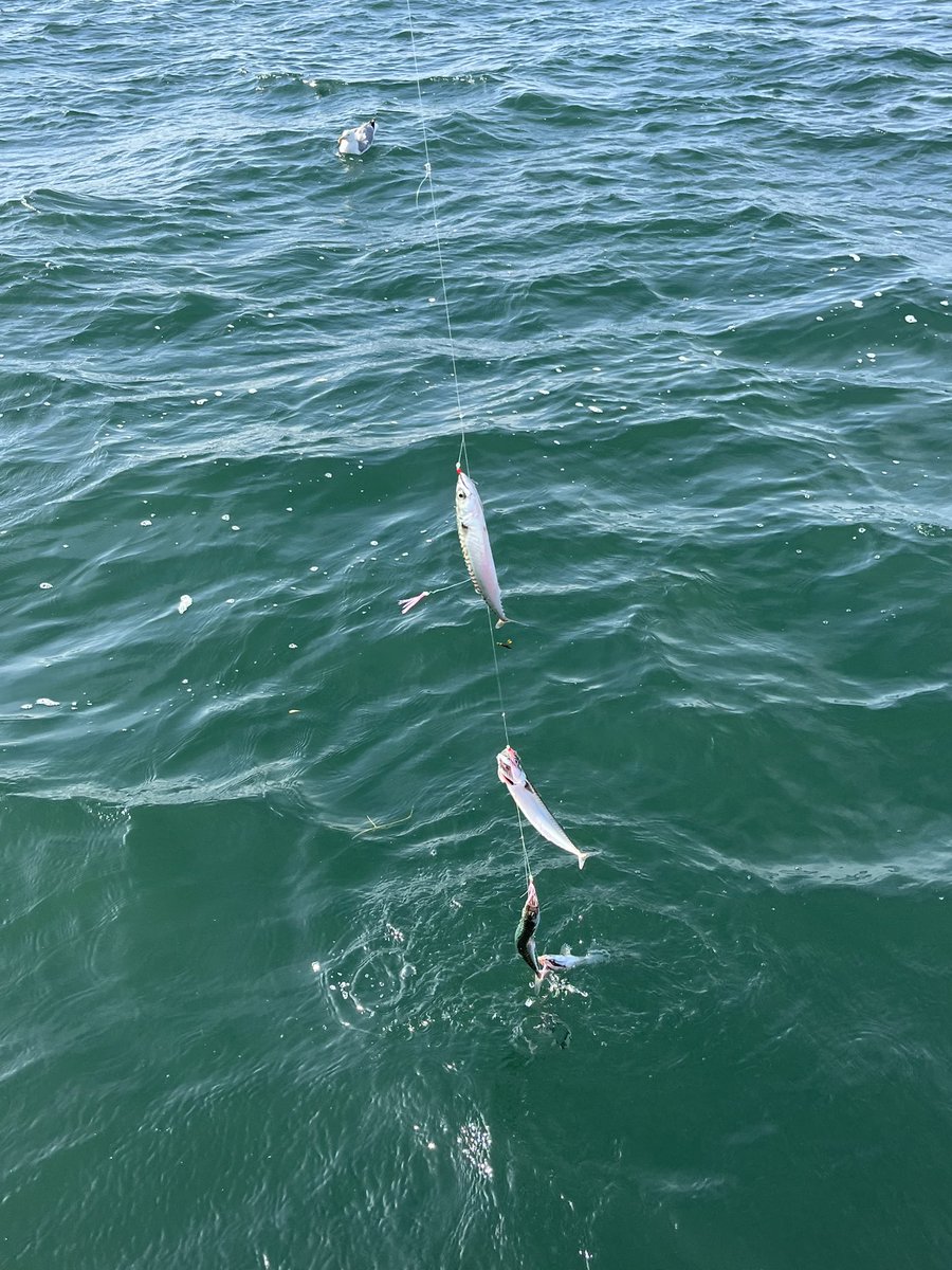 DJR2776's tweet photo. Early morning fishing 🎣 trip 
#norfolk
#wellsnextthesea
#fishing https://t.co/NbadilsbAX
