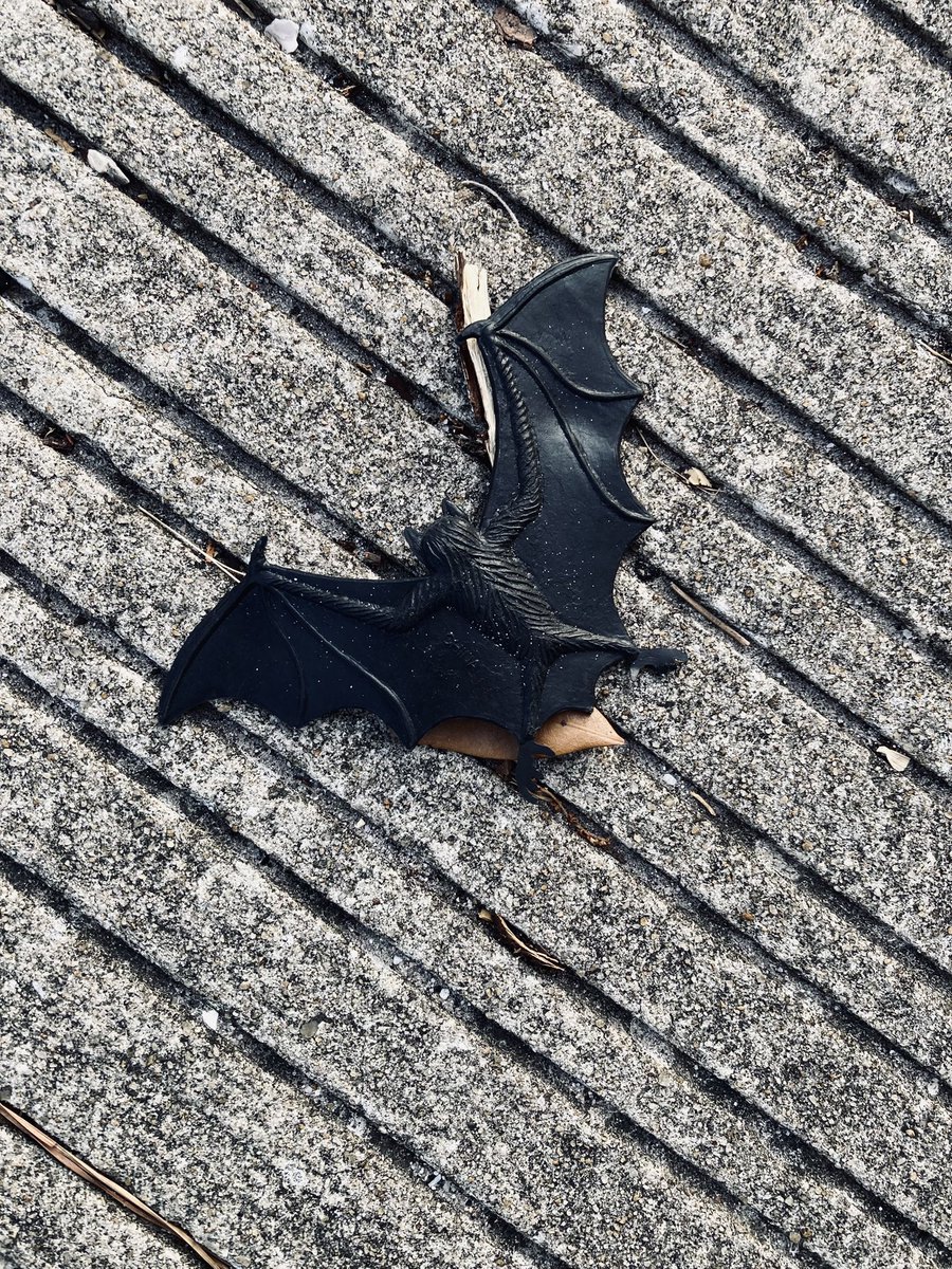 dakroot's tweet image. You guize! Look what I found in the road on my ride this morning. Now I have a good luck bat for the bike.
Then on my way home I was nearly decapitated by one of those hedge trimmer thingies. Nearly.
See? Good luck bat.