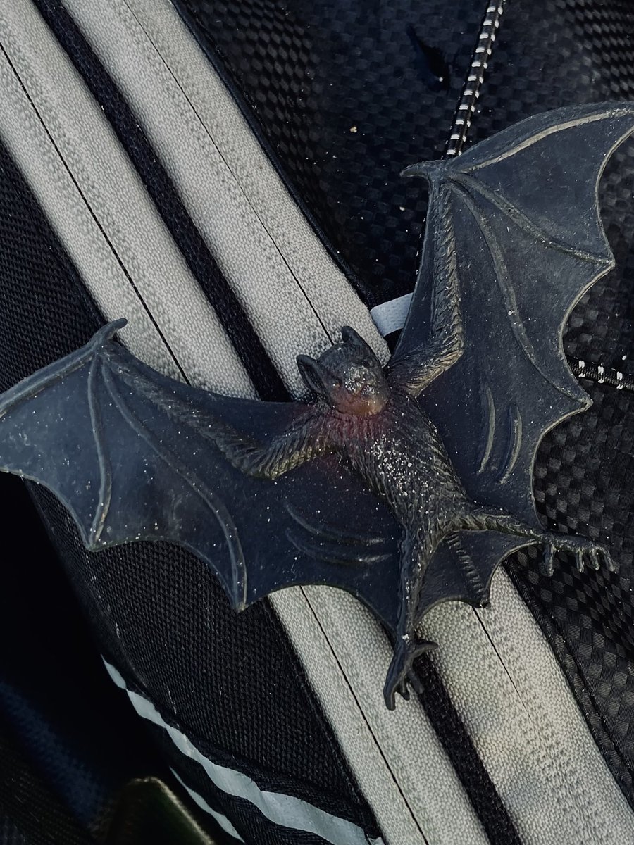 dakroot's tweet image. You guize! Look what I found in the road on my ride this morning. Now I have a good luck bat for the bike.
Then on my way home I was nearly decapitated by one of those hedge trimmer thingies. Nearly.
See? Good luck bat.