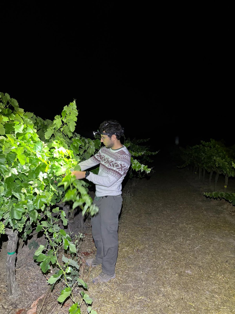 Primera nit de mesures de potencial en vinyes a l'experiment de cobertes vegetals i encoixinats orgànics a <a href="/olivera_coop/">L'Olivera</a> 💪🔦
Gran equip, bona recerca! 

First night of measurements of water potential in our cover crop and organic mulch experiments in vineyars. <a href="/Agrotecnio/">Agrotecnio Research Centre</a>