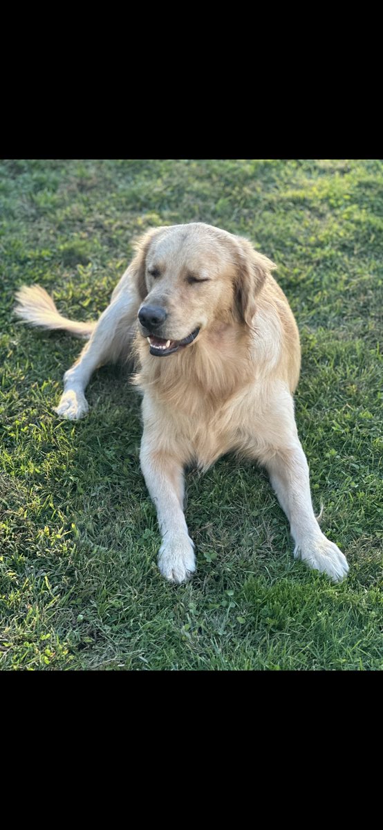 yeahkiddd's tweet photo. #goldensthebest https://t.co/BHTLliTMnt