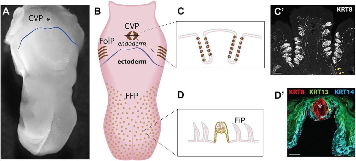 Dev_Bio_Journal's tweet image. #DBfeature
Development of ectodermal and endodermal taste buds
by Linda Barlow
sciencedirect.com/science/articl…